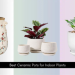 9 Best Ceramic Pots for Indoor Plants 2026
