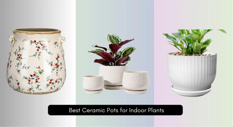 9 Best Ceramic Pots for Indoor Plants 2026