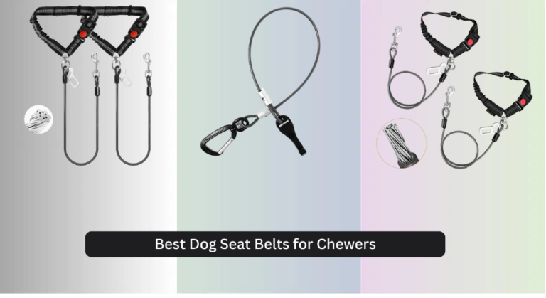 7 Best Dog Seat Belts for Chewers 2026