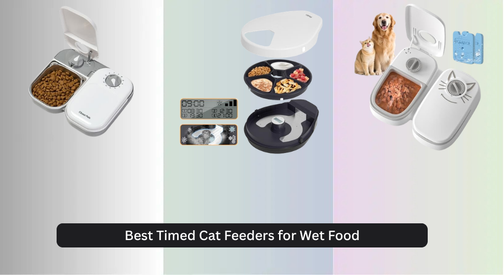 8 Best Timed Cat Feeders for Wet Food 2026